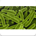 Umumy mikrobiologi&yacute;a