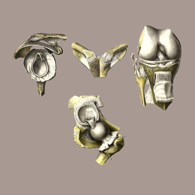 Artrosindesmologi&yacute;a