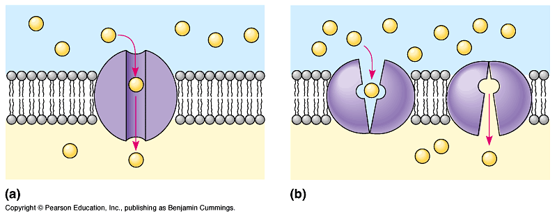 Cell Membrane Tissues Organs Definitions