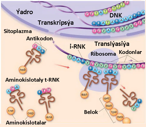 1.Beloklaryň biosintezi. Genetiki maglumatlar
