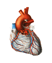 To have işligi-ýönekeý häzirki zamanda