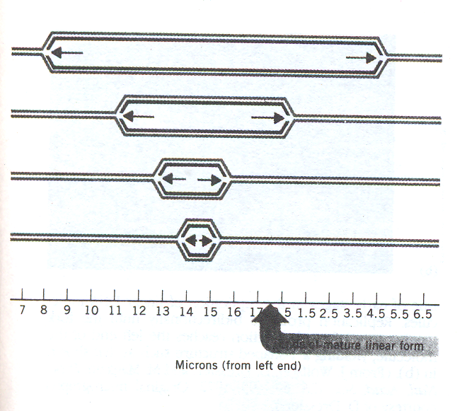 DNA An overview