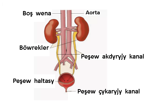 1.Bölüp çykaryş ulgamy