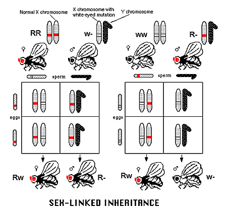 Genetics inheritance