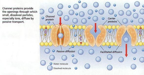 Crossing Membranes Passive Processes