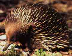 Adaptation in animals2
