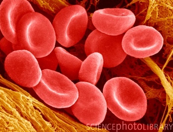 Specialised Cells