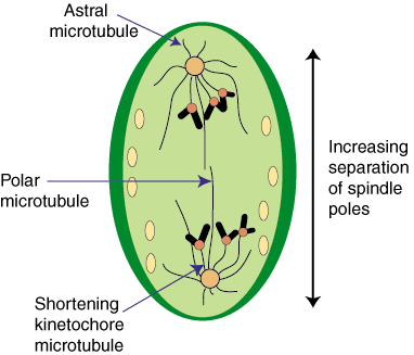 Cell Cycle questions with picture answers AS Biology
