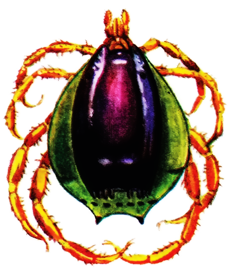Sakyrtgalar