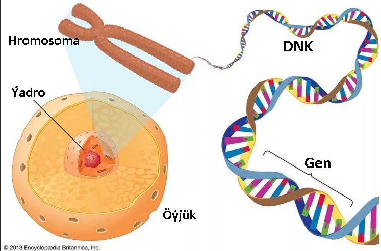 1.Nesle geçijilik