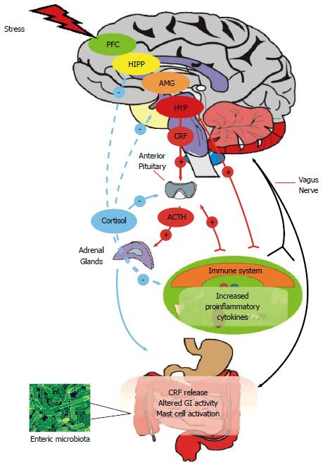 Gyjyndyrylan içege sindromynda antidepressantlar