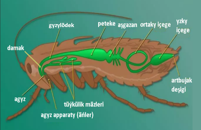 1.Mör möjekler klasynyň umumy häsiýetnamasy