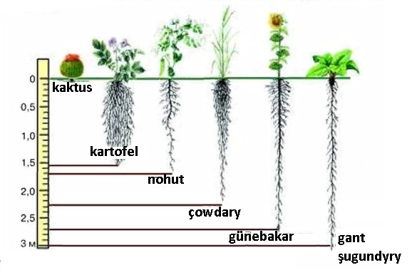 1.Kök sistemasy. Köküň gurluşy, dokumalary