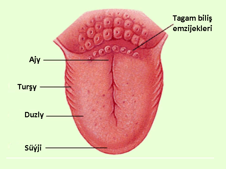 1.Iýmit siňdiriş synalary. Iýmit önümleri