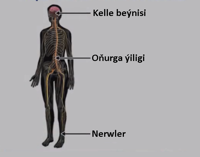 11.Adamyň duýgulary