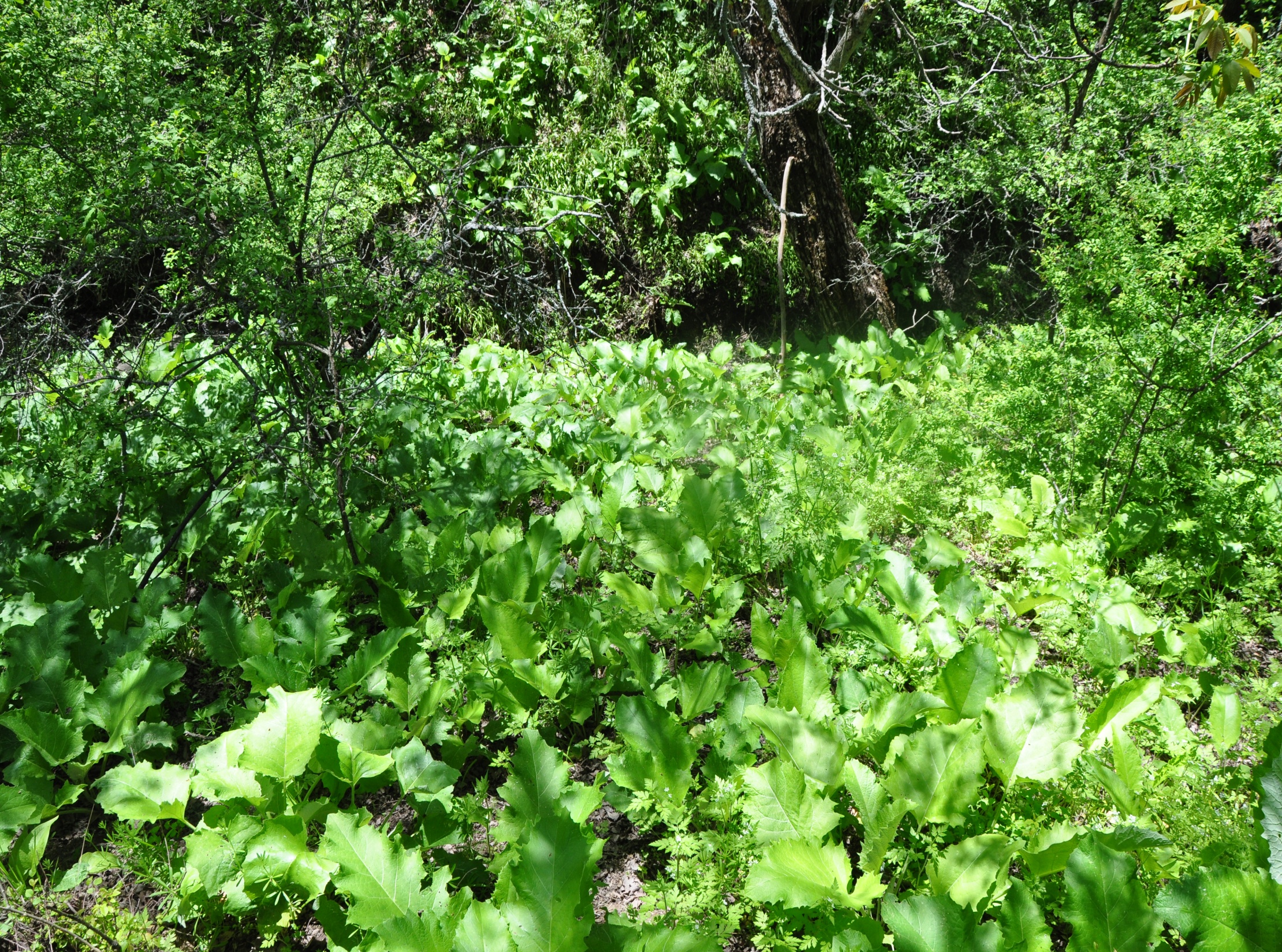 Sözeniň himiki we biologiki täsirlerini baha bermek