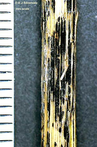 Puccinia fungus