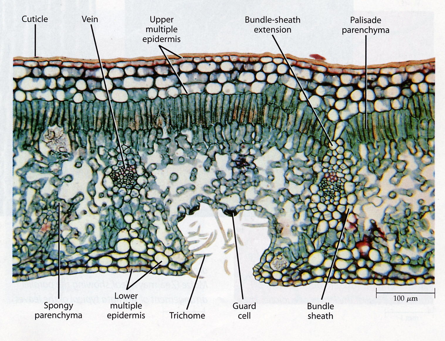 Xerophytes