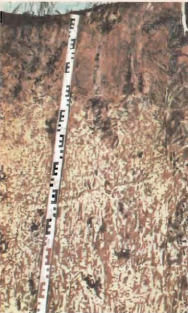 Soil of South America