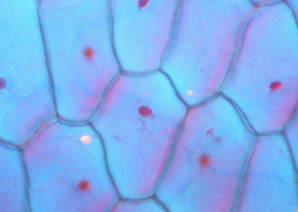 Cell vocabulary