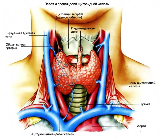 Galkan şekilli mäziň keselleri