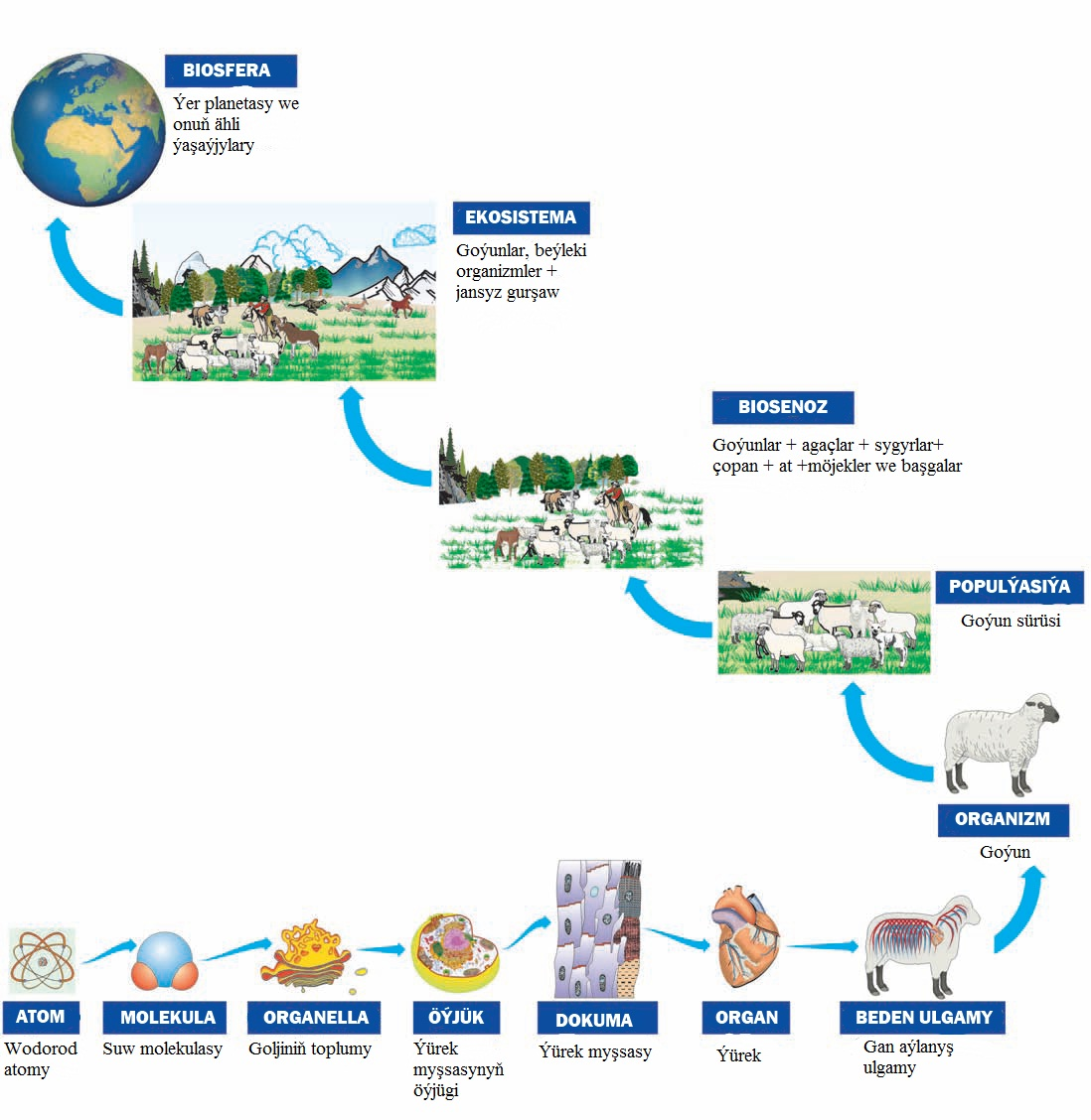 Biological organization