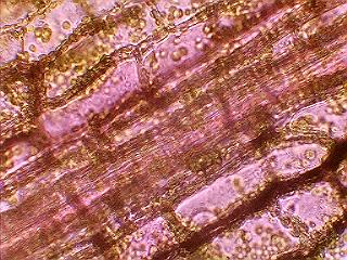 Cell theory