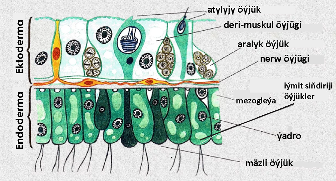 1.Boşiçegeýalylar tipi