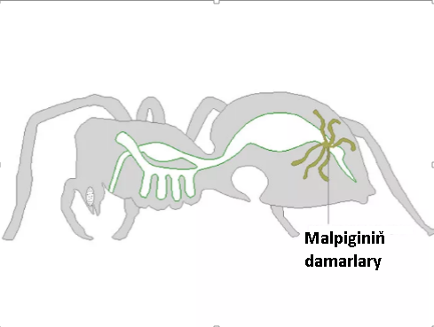 10.Möýşekilliler. Möýler otrýady