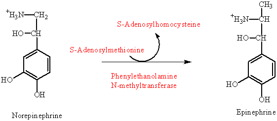 Метаболизм аминокислот ЛШ