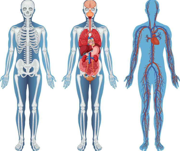 PATOLOGIK FIZIOLOGIÝA DERSI, MAKSADY WE MESELELERI....
