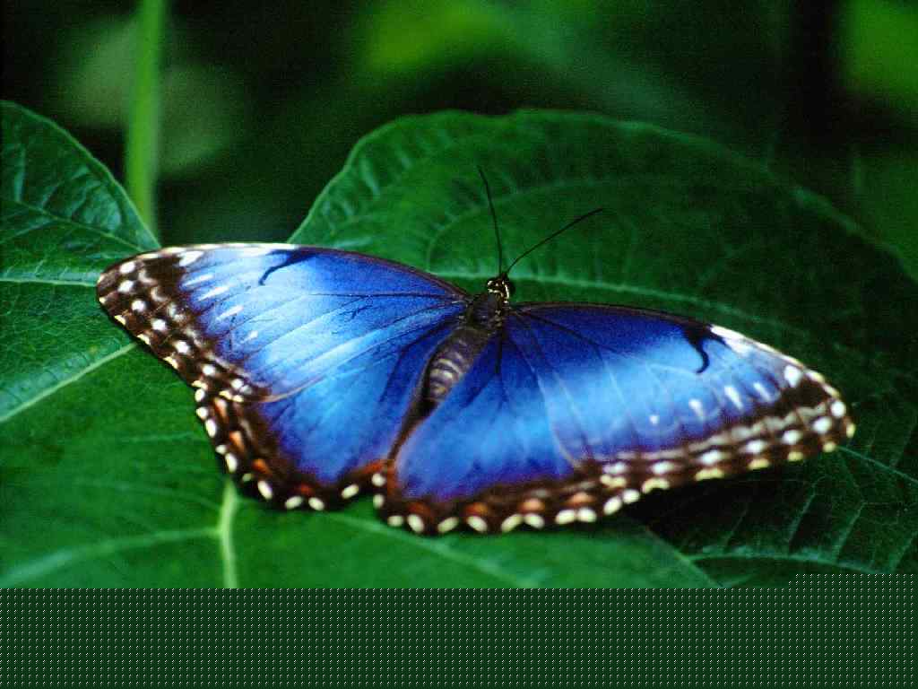 simmetriya v prirode geometriya prirodnyx form