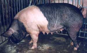 Animal breeds