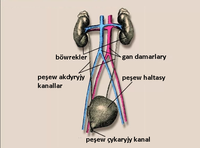 1.Süýdemdirijileriň umumy häsiýetnamasy