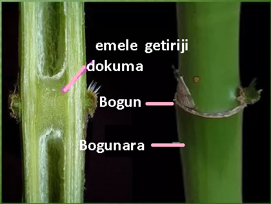 1.Ösümlik bitewi janly organizmdir