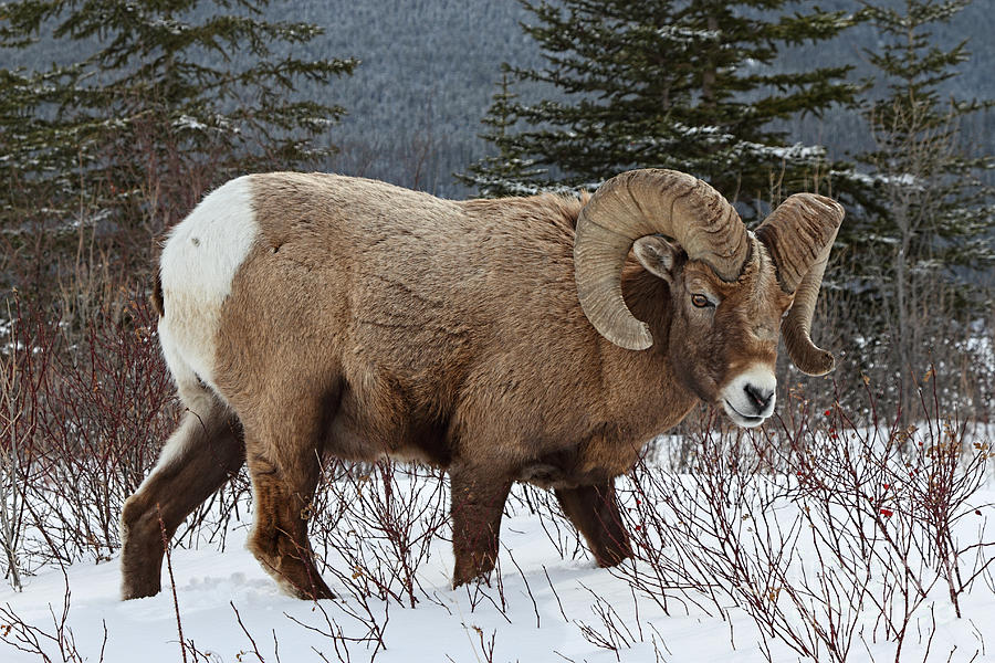 Livestock Animals