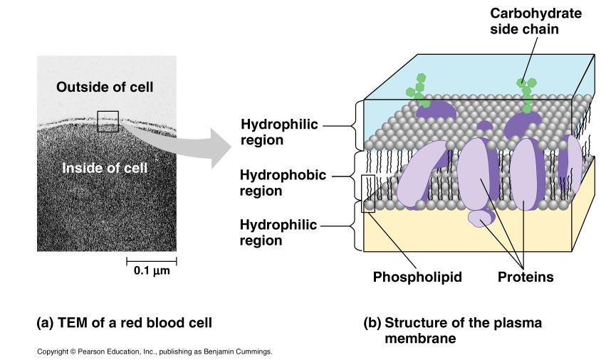 cell structures