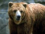 Animal Adaptations II