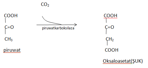 1,aralyk çalşyk, funksiýalary. katabolizm we...