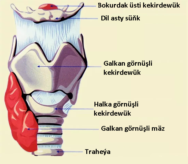 1.Dem alyş. Howa geçiriji ýollar we öýkenler