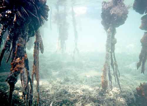 Marshes