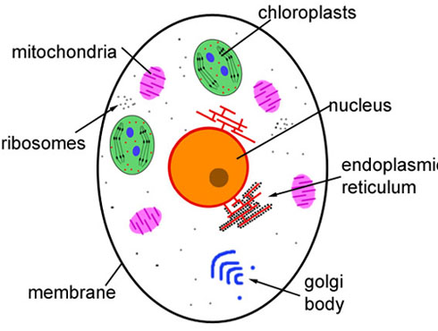 Cell structures lesson1