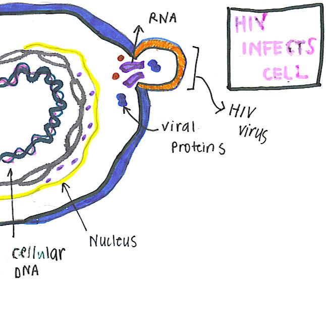 Viruses and HIV