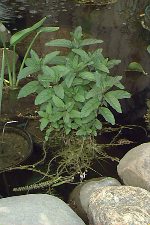 Classification of plants