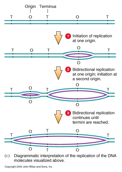 replication of DNA and chromosomes