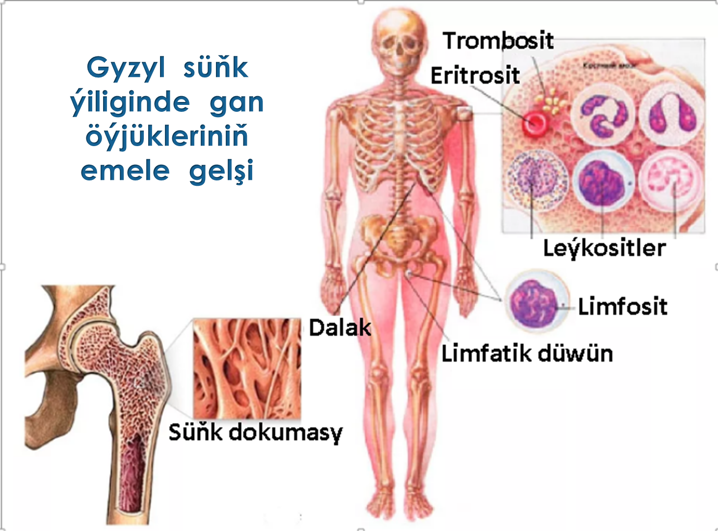 1.Bedeniň içki gurşawy. Gan öýjükleri.