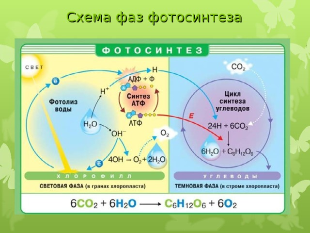 Презентация фотосинтез